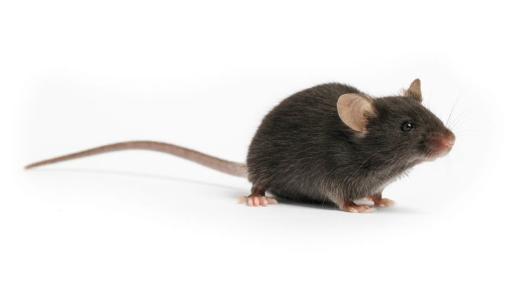 Wat is die droominterpretasie van muise?