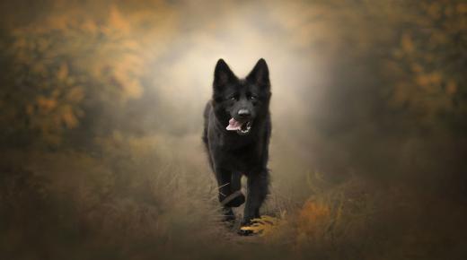 इब्न सिरिन के अनुसार एक काले कुत्ते का मेरा पीछा करने के सपने की क्या व्याख्या है?
