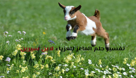 Толкување на сонот за кози за самохрана жена според Ибн Сирин и ал-Набулси