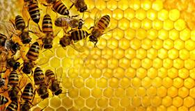 30 האינדיקציות המדויקות ביותר לפירוש חלום על דבורים שרודפות אחרי בחלום מאת אבן סירין