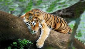 Alles wat u zoekt om de interpretatie van de tijgerdroom in detail te kennen