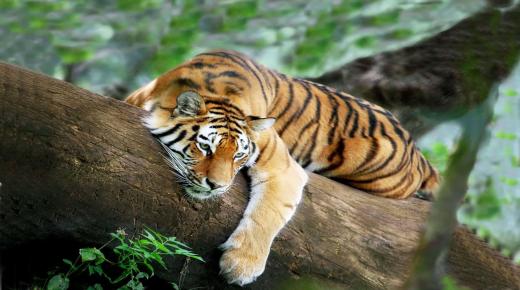 Kõik, mida otsite, et teada saada üksikasjalikult tiigri unenäo tõlgendust