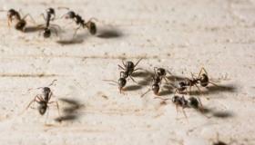 एक सपने में चींटियों की व्याख्या के लिए इब्न सिरिन के प्रभाव के बारे में जानें