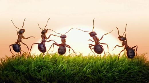 Lugege Ibn Sirini unenäo sipelgatest majas tõlgendamise kohta