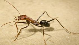 इब्न सिरिन और इब्न शाहीन द्वारा एकल महिलाओं के लिए चींटियों के बारे में एक सपने की व्याख्या