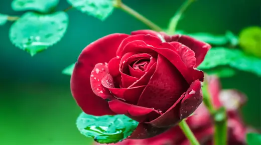 Vad är tolkningen av drömmen om rosen av Ibn Sirin?