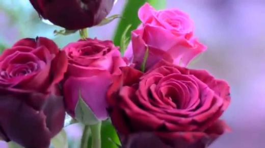 Lär dig tolkningen av drömmen om rosa rosor av Ibn Sirin, tolkningen av drömmen om att plocka rosa rosor och tolkningen av drömmen om att ge bort rosa rosor