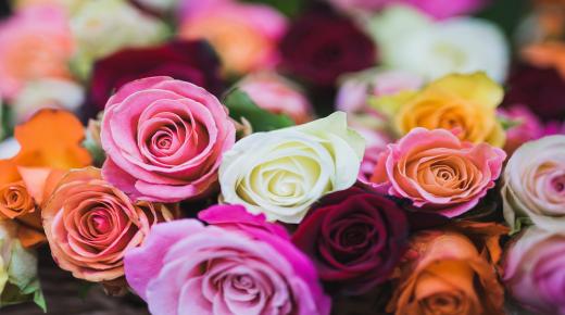 इब्न सिरिन और वरिष्ठ न्यायविदों द्वारा गुलाबी गुलाब के सपने की व्याख्या, उपहार में गुलाबी गुलाब देने के सपने की व्याख्या, और गुलाबी गुलाब लेने के सपने की व्याख्या