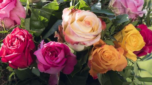 Lär dig om de viktigaste indikationerna för att tolka drömmen om rosor för en gift kvinna och vita rosor i en dröm för en gift kvinna
