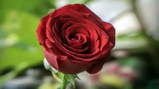 Kini itumọ ala nipa awọn Roses fun obinrin ti o ni iyawo si Ibn Sirin?