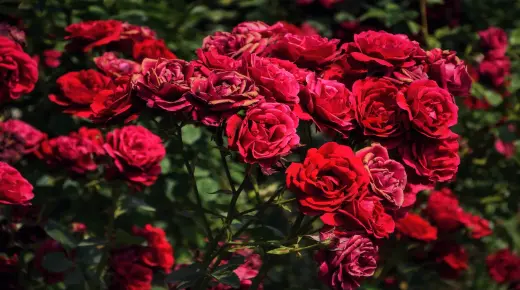 Vad är tolkningen av en dröm om rosor för Ibn Sirin?