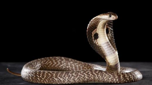 Tumačenje sna o zmiji koja me juri slobodnim ženama od Ibn Sirina i tumačenje sna o bijegu od zmije.