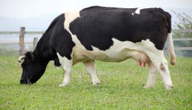 इब्न सिरिन द्वारा बहुत सारी गायों के बारे में एक सपने की व्याख्या और एक सपने में गायों के झुंड की व्याख्या के बारे में जानें