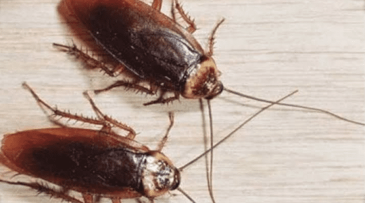 Leer de interpretatie van de droom van het zien van kakkerlakken door Ibn Sirin, de interpretatie van de droom van kleine kakkerlakken, en het zien van kakkerlakken in een droom en ze doden