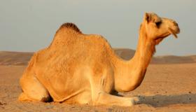 Научете го толкувањето на сонот за јавање камила за мажена жена од Ибн Сирин