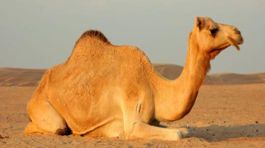Научите тумачење сна о јахању камиле за удату жену од Ибн Сирина