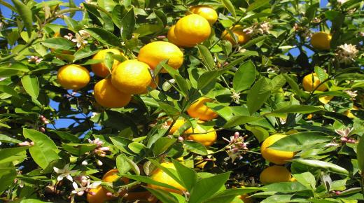יותר מ-120 פירושים לחלום על עץ לימון בחלום מאת אל-נבולסי ואבן סירין