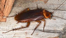Vad är tolkningen av drömmen om stora kackerlackor?