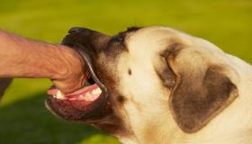 სიზმრის ინტერპრეტაცია ძაღლის კბენის შესახებ იბნ სირინის შესახებ და სიზმრის ინტერპრეტაცია ძაღლის მიერ ხელზე მკბენის შესახებ