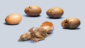 Wat is de interpretatie van de droom van het uitbroeden van eieren voor Ibn Sirin?