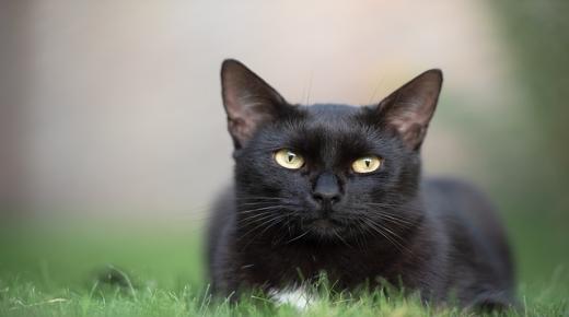 De viktigste konnotasjonene av å se svarte katter i en drøm av Ibn Sirin