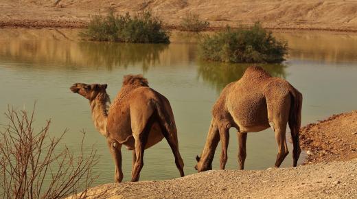 Den viktigste 20 tolkningen av drømmen om et kamelangrep av Ibn Sirin