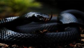 イブン・シリンの夢の中で黒い蛇を見ることの解釈は何ですか? そして、夢の中で小さな黒いヘビを見た、夢の中で大きな黒いヘビを見た解釈、そして私を噛んだ黒いヘビについての夢の解釈