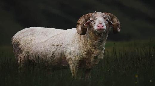 შეიტყვეთ სიზმარში მოხარშული ცხვრის თავის ნახვის ინტერპრეტაცია იბნ სირინის მიერ