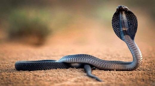 Дознајте повеќе за гледање мала змија во сон од Ибн Сирин
