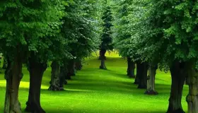 Razlaga sanj o zeleni deželi po Ibn Sirinu