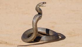 Lær om tolkningen av en drøm om en slange ifølge Ibn Sirin