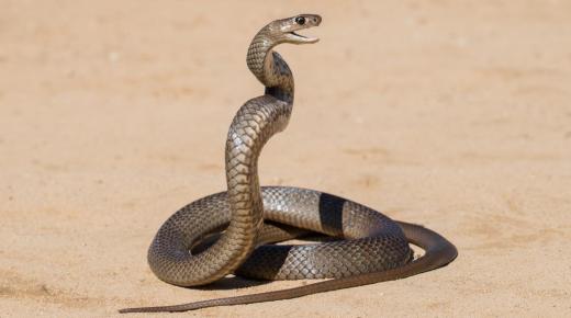 Pelajari tentang tafsir mimpi tentang ular menurut Ibnu Sirin