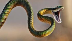 Hva er tolkningen av å se en slange i en drøm for en kvinne gift med Ibn Sirin?