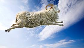 Kakvo je tumačenje sna o ovci u snu za slobodnu ženu?