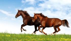 Att se hästar i en dröm av Ibn Sirin och tolkningen av att se ridning i en dröm