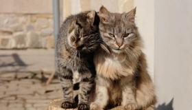 इब्न सिरिन द्वारा एकल महिला के लिए घर से बिल्लियों को बाहर निकालने की दृष्टि, और अकेली महिला के लिए एक सपने में बिल्लियों से बचने की दृष्टि की व्याख्या