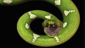Hva er tolkningen av å se en slange i en drøm av Ibn Sirin?