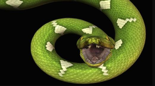 Какво е толкувањето на гледањето змија во сон од Ибн Сирин?