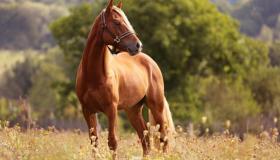 इब्न सिरिन द्वारा सपने में घोड़े की दृष्टि की व्याख्या क्या है?