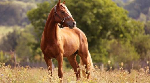 Hva er tolkningen av å se en hest i en drøm ifølge Ibn Sirin?