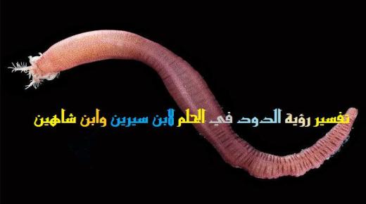 Толкување на гледање црви во сон од Ибн Сирин и Ибн Шахин