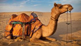 Spoznajte razlago kamel v sanjah Ibn Sirina