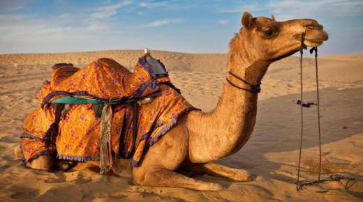 Сазнајте више о тумачењу камила у сну од Ибн Сирина