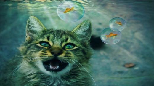 Katten i drømmen og tolkningen av drømmen om katter hjemme av Ibn Sirin