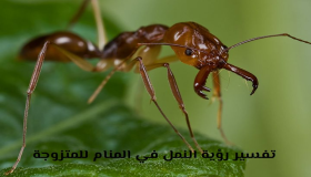Tolkning av å se maur i en drøm for en gift kvinne, ifølge Ibn Sirin