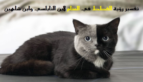 เรียนรู้การตีความการเห็นแมวในฝันโดย Ibn Sirin