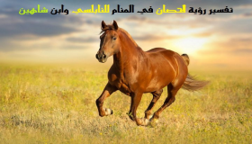 Hva er tolkningen av å se en hest i en drøm av Ibn Sirin?