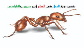 Interpretatie van het zien van mieren in een droom door Ibn Sirin en Al-Nabulsi
