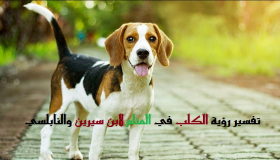 Научете го толкувањето на гледањето куче во сон од Ибн Сирин