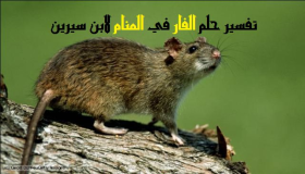 Tolkning av en dröm om en mus i en dröm av Ibn Sirin
